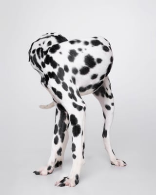Illustration de l'article : 15 chiens de refuge immortalisés par un photographe talentueux