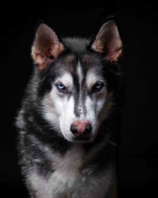 Illustration de l'article : 15 chiens de refuge immortalisés par un photographe talentueux