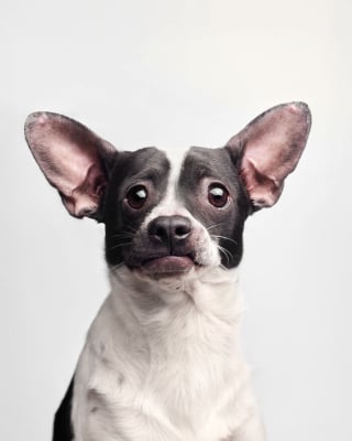 Illustration de l'article : 15 chiens de refuge immortalisés par un photographe talentueux