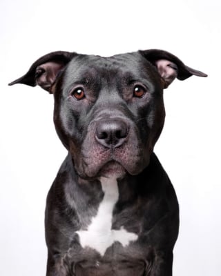 Illustration de l'article : 15 chiens de refuge immortalisés par un photographe talentueux