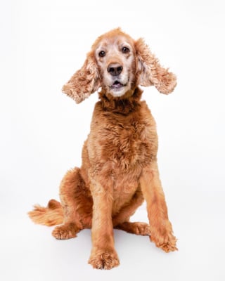 Illustration de l'article : 15 chiens de refuge immortalisés par un photographe talentueux