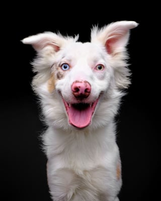 Illustration de l'article : 15 chiens de refuge immortalisés par un photographe talentueux