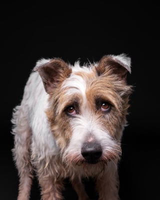 Illustration de l'article : 15 chiens de refuge immortalisés par un photographe talentueux