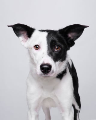 Illustration de l'article : 15 chiens de refuge immortalisés par un photographe talentueux