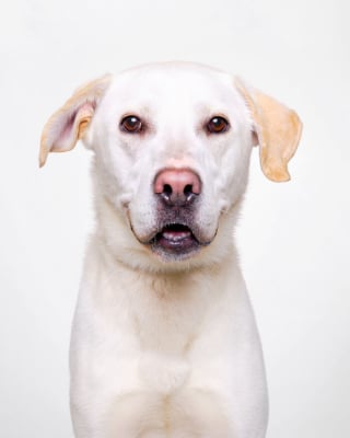 Illustration de l'article : 15 chiens de refuge immortalisés par un photographe talentueux
