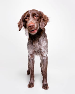Illustration de l'article : 15 chiens de refuge immortalisés par un photographe talentueux