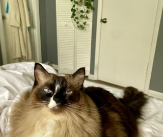 Illustration de l'article : Devant la caméra, une chatte passe de petite boule de poils blanche à une majestueuse Ragdoll aux couleurs fascinantes (vidéo)