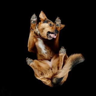 Illustration de l'article : 15 photos qui prouvent que nos animaux de compagnie sont les meilleurs pour nous faire rire au quotidien