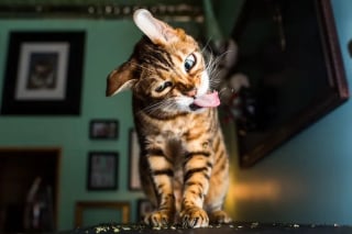 Illustration de l'article : 15 photos qui prouvent que nos animaux de compagnie sont les meilleurs pour nous faire rire au quotidien