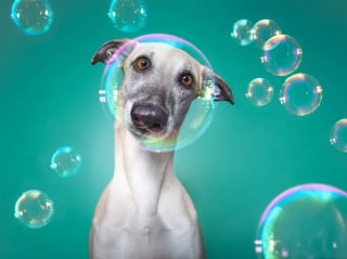 Illustration de l'article : 15 photos qui prouvent que nos animaux de compagnie sont les meilleurs pour nous faire rire au quotidien