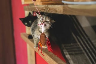 Illustration de l'article : 15 photos qui prouvent que nos animaux de compagnie sont les meilleurs pour nous faire rire au quotidien