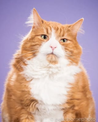 Illustration de l'article : 15 photos qui prouvent que nos animaux de compagnie sont les meilleurs pour nous faire rire au quotidien
