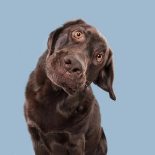 Illustration de l'article : 15 photos qui prouvent que nos animaux de compagnie sont les meilleurs pour nous faire rire au quotidien