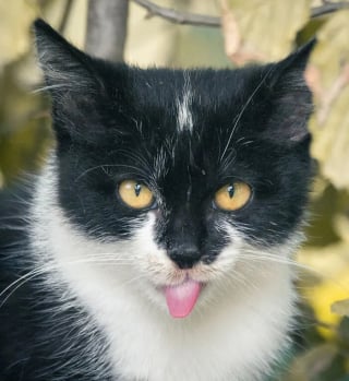 Illustration de l'article : 15 photos qui prouvent que nos animaux de compagnie sont les meilleurs pour nous faire rire au quotidien