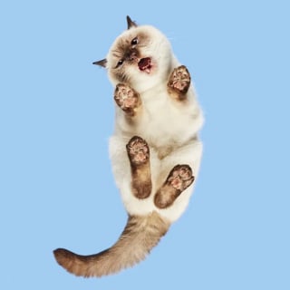 Illustration de l'article : 15 photos qui prouvent que nos animaux de compagnie sont les meilleurs pour nous faire rire au quotidien