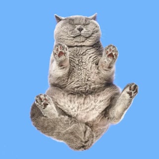 Illustration de l'article : 15 photos qui prouvent que nos animaux de compagnie sont les meilleurs pour nous faire rire au quotidien