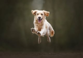 Illustration de l'article : 15 photos qui prouvent que nos animaux de compagnie sont les meilleurs pour nous faire rire au quotidien