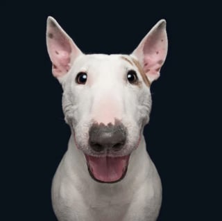 Illustration de l'article : 15 photos qui prouvent que nos animaux de compagnie sont les meilleurs pour nous faire rire au quotidien