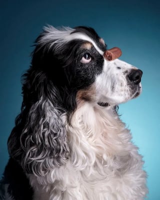 Illustration de l'article : 15 photos qui prouvent que nos animaux de compagnie sont les meilleurs pour nous faire rire au quotidien