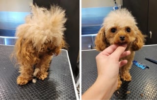 Illustration de l'article : 16 photos de chiens qui ont bénéficié du toilettage le plus parfait