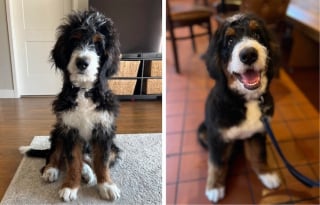 Illustration de l'article : 16 photos de chiens qui ont bénéficié du toilettage le plus parfait