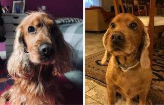Illustration de l'article : 16 photos de chiens qui ont bénéficié du toilettage le plus parfait