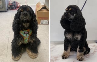 Illustration de l'article : 16 photos de chiens qui ont bénéficié du toilettage le plus parfait