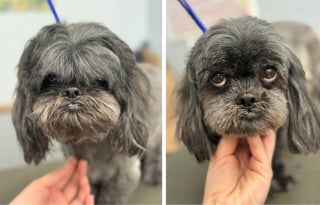 Illustration de l'article : 16 photos de chiens qui ont bénéficié du toilettage le plus parfait