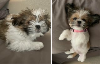 Illustration de l'article : 16 photos de chiens qui ont bénéficié du toilettage le plus parfait