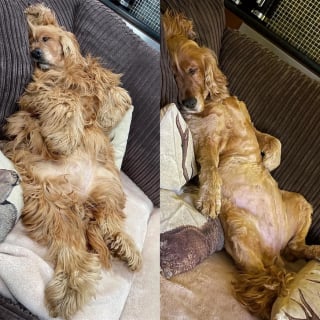 Illustration de l'article : 16 photos de chiens qui ont bénéficié du toilettage le plus parfait