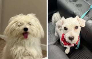 Illustration de l'article : 16 photos de chiens qui ont bénéficié du toilettage le plus parfait