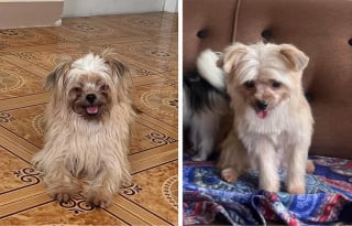 Illustration de l'article : 16 photos de chiens qui ont bénéficié du toilettage le plus parfait