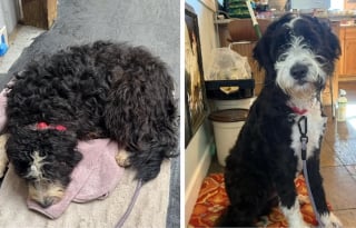 Illustration de l'article : 16 photos de chiens qui ont bénéficié du toilettage le plus parfait