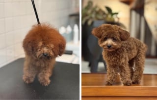 Illustration de l'article : 16 photos de chiens qui ont bénéficié du toilettage le plus parfait