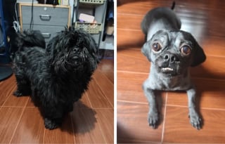 Illustration de l'article : 16 photos de chiens qui ont bénéficié du toilettage le plus parfait