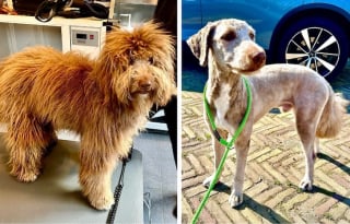 Illustration de l'article : 16 photos de chiens qui ont bénéficié du toilettage le plus parfait