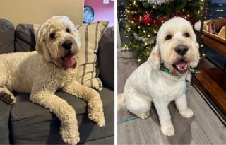 Illustration de l'article : 16 photos de chiens qui ont bénéficié du toilettage le plus parfait