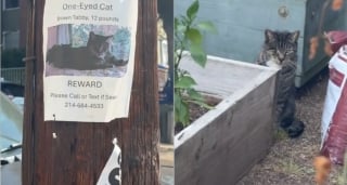 Illustration de l'article : Disparu en plein déménagement, un chat borgne retrouve sa famille 4 mois plus tard grâce à une artiste