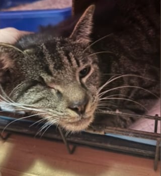 Illustration de l'article : Disparu en plein déménagement, un chat borgne retrouve sa famille 4 mois plus tard grâce à une artiste