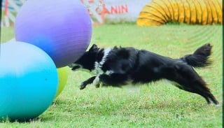 Illustration de l'article : 5 activités à faire avec votre chien pour profiter de l’été indien