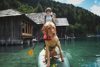 Illustration de l'article : 5 activités à faire avec votre chien pour profiter de l’été indien