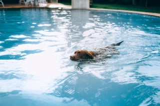 Illustration de l'article : 5 activités à faire avec votre chien pour profiter de l’été indien