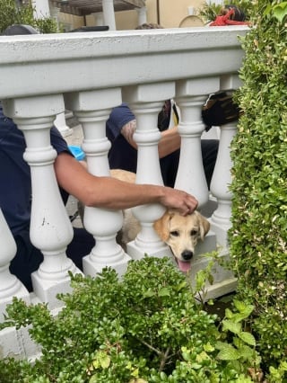Illustration de l'article : Coincé entre deux balustres, un jeune Labrador fait fondre les pompiers avec ses remerciements tout en léchant ses sauveteurs