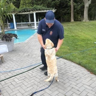 Illustration de l'article : Coincé entre deux balustres, un jeune Labrador fait fondre les pompiers avec ses remerciements tout en léchant ses sauveteurs