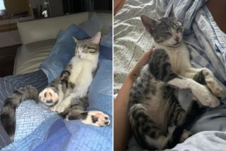Illustration de l'article : Ce couple en vacances a tout entrepris pour sauver cette chatte errante qui aurait pu connaître un funeste destin (vidéo)