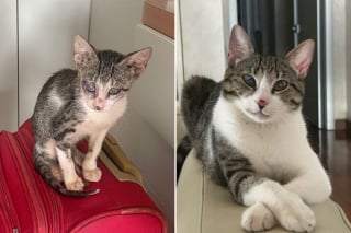 Illustration de l'article : Ce couple en vacances a tout entrepris pour sauver cette chatte errante qui aurait pu connaître un funeste destin (vidéo)