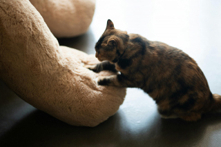 Illustration de l'article : 10 façons subtiles dont les chats vous rassurent sans le savoir