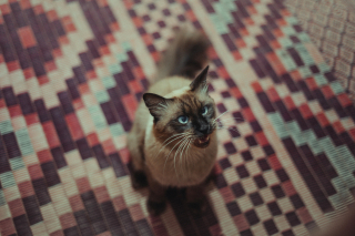 Illustration de l'article : 10 façons subtiles dont les chats vous rassurent sans le savoir