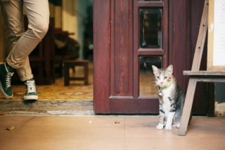Illustration de l'article : 10 façons subtiles dont les chats vous rassurent sans le savoir