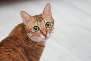 Illustration de l'article : 10 façons subtiles dont les chats vous rassurent sans le savoir